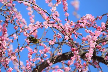 かざはやの里　梅林とメジロ