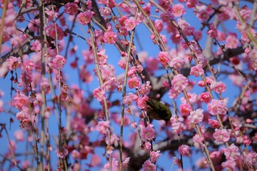 かざはやの里　梅林とメジロ