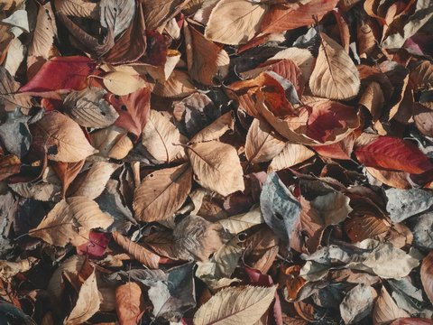 積もった枯葉 の画像 77 件の Stock 写真 ベクターおよびビデオ Adobe Stock