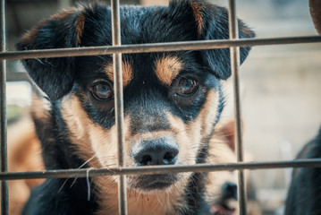 Portrait of sad dog in shelter behind fence waiting to be rescued and adopted to new home. Shelter...