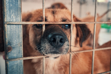 Portrait of sad dog in shelter behind fence waiting to be rescued and adopted to new home. Shelter...