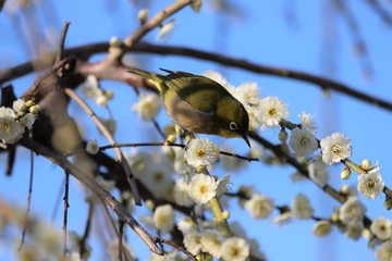 かざはやの里　梅林とメジロ