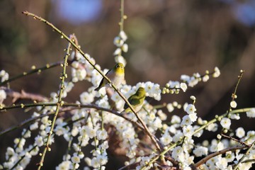 かざはやの里　梅林とメジロ