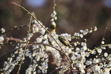 かざはやの里　梅林とメジロ
