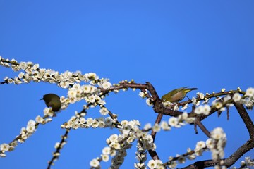 かざはやの里　梅林とメジロ
