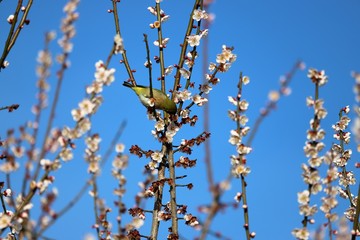 かざはやの里　梅林とメジロ