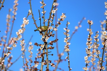 かざはやの里　梅林とメジロ