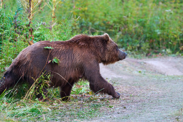 Kamchatka brown bear in natural habitat, come out forest, walking country road. Kamchatka Peninsula - travel destinations for observation wild beast in wildlife, outdoors activities, active vacation.