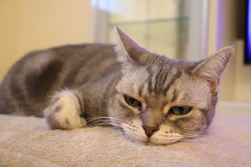 眠そうな猫アメリカンショートヘア