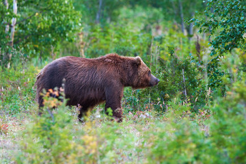 Predator brown bear in natural habitat, walking in summer woodland. Kamchatka Peninsula - travel destinations for watching wild beast in wildlife, summer outdoors activities and active vacation.