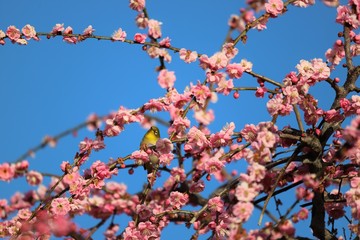 かざはやの里　梅林とメジロ