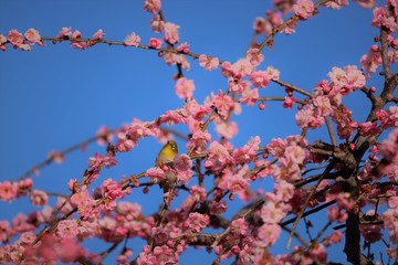 かざはやの里　梅林とメジロ