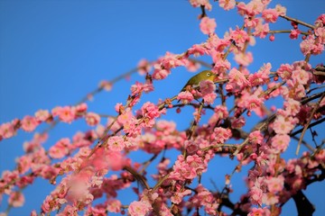 かざはやの里　梅林とメジロ