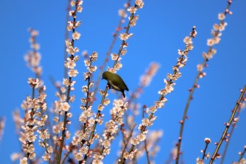 かざはやの里　梅林とメジロ