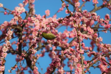 かざはやの里　梅林とメジロ