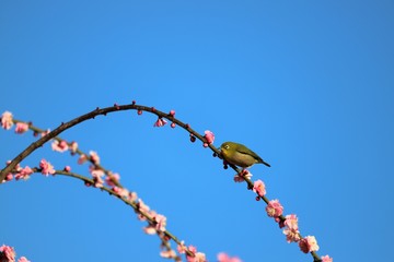 かざはやの里　梅林とメジロ