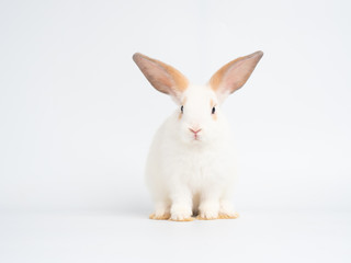 Adorable baby white rabbit sitting on white background.