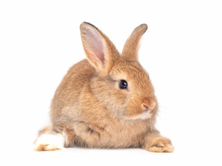 Red-brown cute baby rabbit isolated on white background. Lovely brown rabbit sitting.