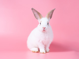 Adorable baby white rabbit sitting on pink background.
