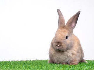Brown cute baby rabbit sitting on artificial turf over white background. Lovely brown rabbit sitting.