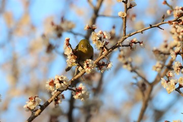 かざはやの里　梅林とメジロ