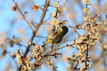 かざはやの里　梅林とメジロ