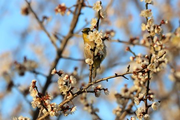 かざはやの里　梅林とメジロ