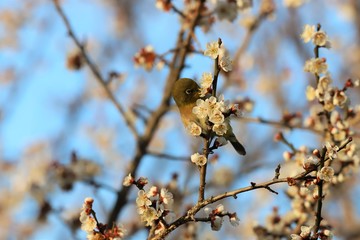 かざはやの里　梅林とメジロ