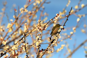かざはやの里　梅林とメジロ