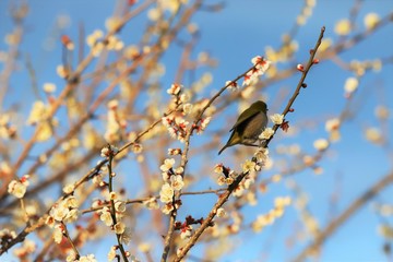 かざはやの里　梅林とメジロ