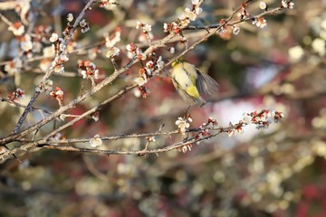 かざはやの里　梅林とメジロ