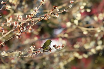 かざはやの里　梅林とメジロ