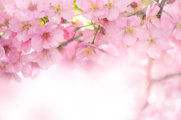 河津桜　満開
