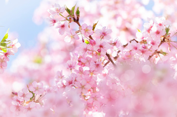 河津桜　満開　青空