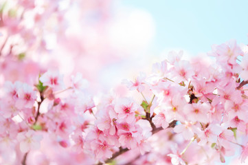河津桜　満開　青空