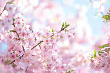 河津桜　満開　青空