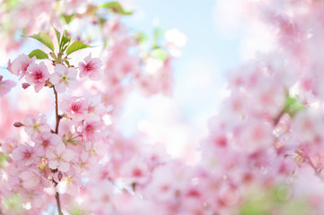 河津桜　満開　青空