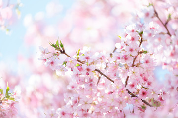 河津桜　満開　青空