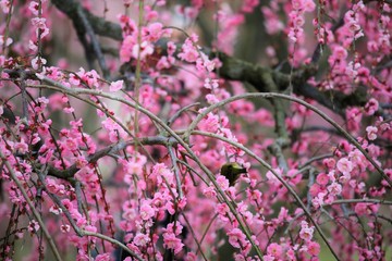 かざはやの里　梅林とメジロ