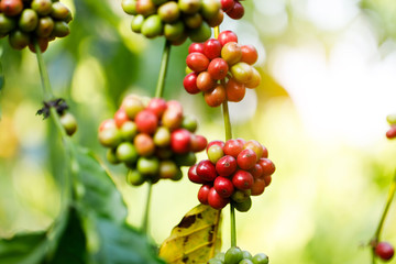 Coffee beans ripening on tree in North of thailand