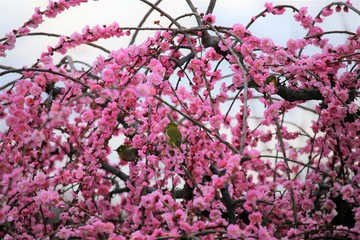 かざはやの里　梅林とメジロ