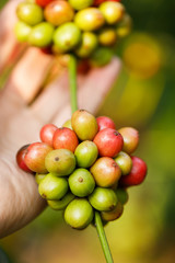 Coffee beans ripening on tree in North of thailand