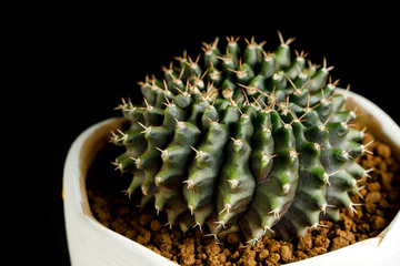 Beautiful Colourful cactus Gymnocalycium mihanovichii