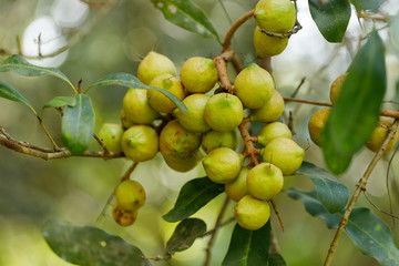 Macadamia nuts ready for harvesting