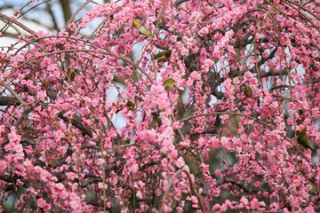 かざはやの里　梅林とメジロ