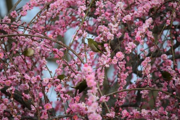 かざはやの里　梅林とメジロ
