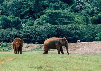 Fototapeta premium Asian Elephant in a nature at deep forest in Thailand
