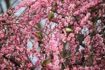 かざはやの里　梅林とメジロ