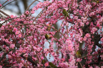 かざはやの里　梅林とメジロ