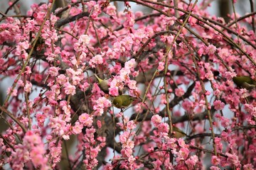 かざはやの里　梅林とメジロ